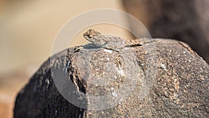Lizard lying on a rock in the sun