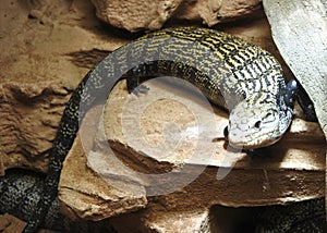 Lizard lying on the stone.