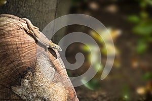 Lizard photo