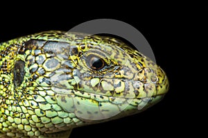 Lizard male portrait on black background