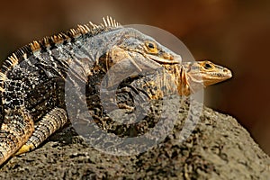 Lizard mating. Pair of reptiles, Black Iguana, Ctenosaura similis, male female sitting on black stone, chewing to head, animal in