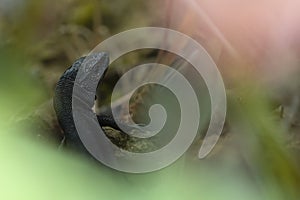 lizard melanica, zootoca vivipara, hiding in the undergrowth. copyspace photo