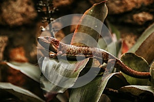 Lizard mexican reptile Chiapas Mexico iguana del sumidero photo