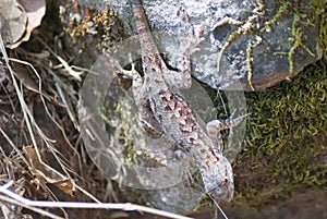 Lizard on a moss-covered rock