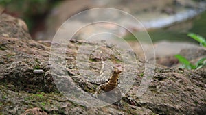Lizard on Moss-Covered Rock in Nature
