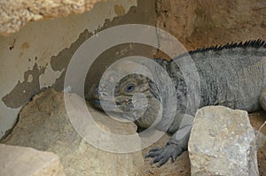 Lizard named common chuckwalla in desert ambiance