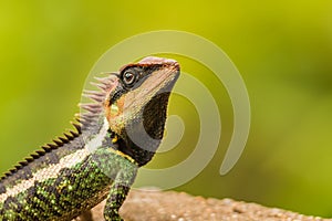 Lizard from national park Kaeng Krachan