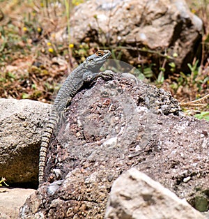 Lizard in the natural environment of Turkey.