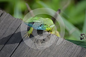 Lizard 2