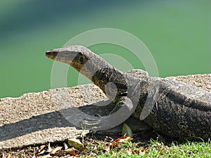 Lizard near a pool in Bangkok.