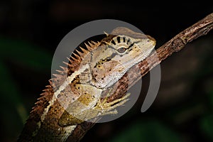 Lizard at night at Khao Yai national park