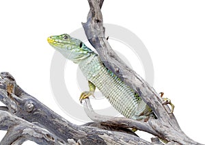 Lizard