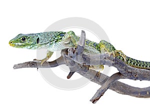 Lagarto 