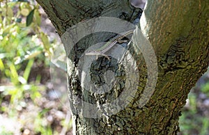 Lizard on olive tree in summer