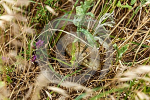 Lizard Ophisaurus apodus photo