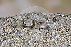 Lizard Ophisops elegans