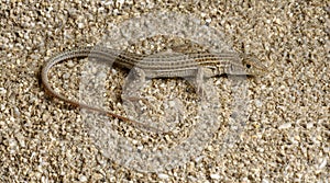 Lizard Ophisops elegans