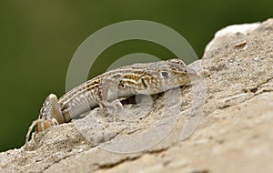 Lizard Ophisops elegans