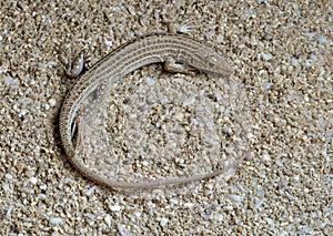 Lizard Ophisops elegans
