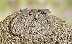 Lizard Ophisops elegans
