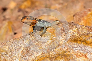 Lizard, orange-headed rock agame, South Australia