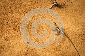 Lizard on orange sand top view