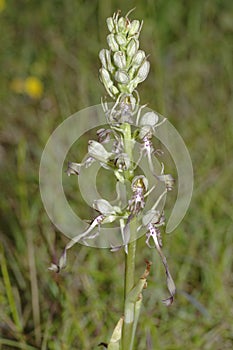 Lizard Orchid - Himantoglossum hircinum