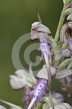 A lizard orchid species Himantoglossum jankae, Greece