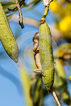 Lizard (Oriental garden lizard) on a tree