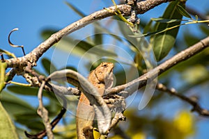 Lizard (Oriental garden lizard) on a tree