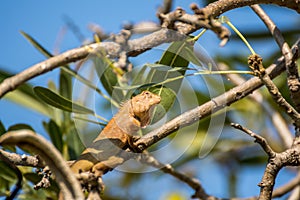 Lizard (Oriental garden lizard) on a tree