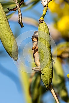 Lizard (Oriental garden lizard) on a tree photo