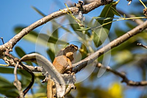 Lizard (Oriental garden lizard) on a tree photo