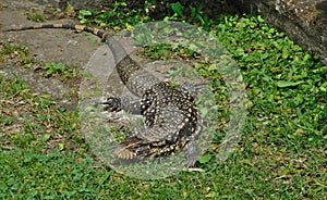 Lizard overo in the rural area that invades the family home