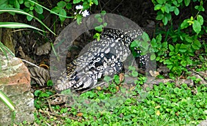 lizard overo in the rural area that invades the family home