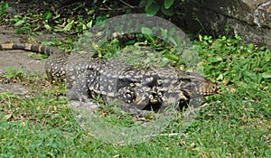 Lizard overo in the rural area that invades the family home photo