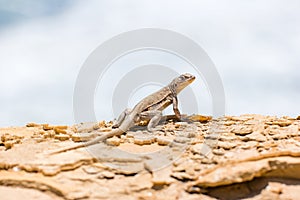 Lizard in the Paracas National Reserve in Peru