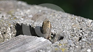 Lizard peeking out of rock crevice