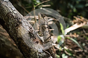 Lizard perched on a branch That Camouflage