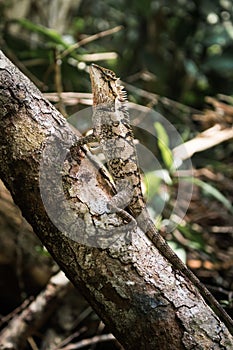 Lizard perched on a branch That Camouflage