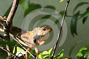 Lizard perched on a branch - then it makes a JUMP to another br