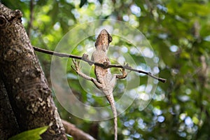 The lizard perched on a branch of tree