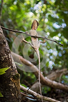 The lizard perched on a branch of tree