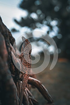 Lizard perched on tree branch, observing surroundings