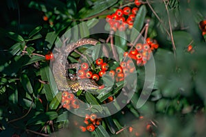 Lizard perched on a vibrant red fruit bush