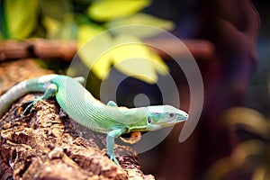 Lizard perched on a wooden branch with foliage