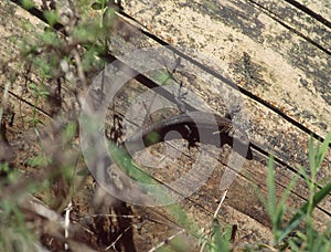 Lizard perches on tree trunk