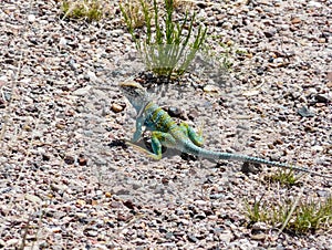 Lizard at Petrified Forest National Park