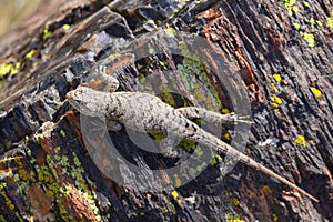 Lizard on Petrified Wood