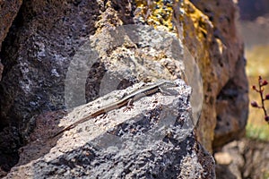 Lizard in Pico do Fogo crater, Cape Verde